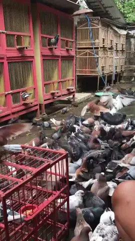 Hasil Ternak Merpati👍 #merpatiku #merpati #merpatikolong #merpatilovers #burung #burungmerpati #burungdara #burungdarakolongan #ternak #ternakburung #fyp #fypシ #fypシ゚viral #foryoupage #xyzbca