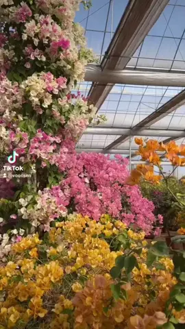 cửa nhà mà có cặp Hoa giấy  như  này  thì  mê thôi rồi #hoagiay #yeuvietnam#xuhuongtiktok 