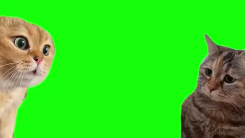 説教猫#猫ミーム #素材 #猫マニ 