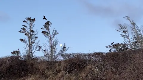 I will rise After every fall. I will rise And stand tall. Like the sun, Which never dies. Though sets every night, Every day it does rise. Like the ocean Whose tides Many times they are down, But invariably they rise. ~ Sagar Yadav #fyp #moonset #sunrise #peace #crows 