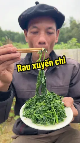 Cây rau được sử dụng trong thời kháng chiến. #rauxuyenchi #raubobinh #thaoduocdantoccaolan #ancungtiktok #LearnOnTikTok #chuthanhthaoduocdongbac 