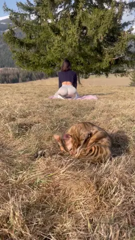 #cats #catsoftiktok #bengalcat #nature 