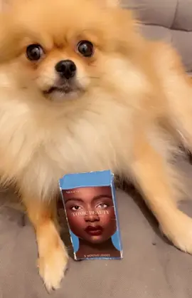 Say hello to our new model sticky #contactlenses #lenses #colouredlenses #eyecontact #eyelenses #cosmetic #cosmeticcontactlenses #cosmetics #beauty #fyp #foryou #pomeranian  