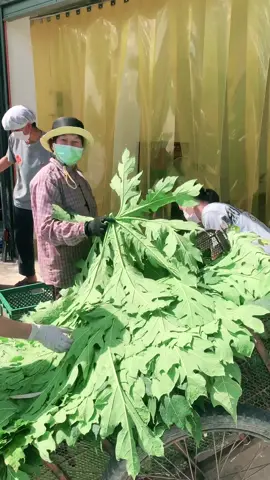 ใบมะละกออบแห้ง ดื่มเป็นชาสมุนไพรจากใบมะละกอ มีประโยชน์มากมาย       #ใบมะละกอ #ใบมะละกออบแห้ง #สมุนไพรราคาส่ง #สมุนไพรอบแห้ง