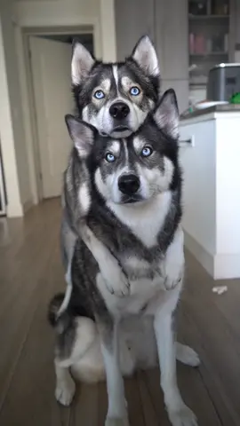 Don’t forget to spread the love 💕 you might not know who needs a little extra today ❤️ #dogsoftiktok #dogsoftiktok #dogs #dogsoftiktokviral #dogsoftiktokviral #Love #doglover #huskylife #huskylover 