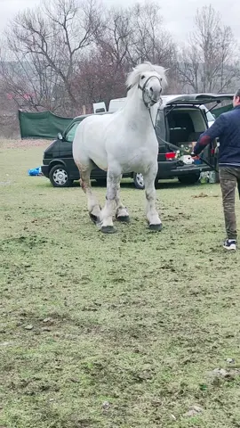 #caidesport #cabalo #stronghorse #stronghorses #stronghorse #besthorse #besthorses #viatalatara #romania #armasaridemonta #armasarigrei #cairomanesti #caideagrement #caidetractiune #caifrumosi #caidetop #armasaridinromania 