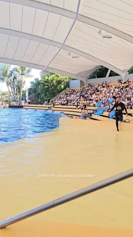 Adán & Aday ❤️‍🔥  #loroparque #loropark #orca #orcas #Adán #adan #whale #killerwhale #cetacean