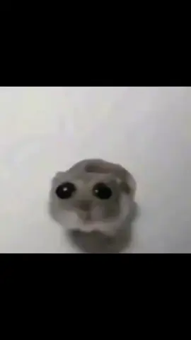 video gốc chuột hamster buồn cho ai cần🐹 #xuhuong #xh #trending #meme #sadhamster #silly #tiktok #xuhuongtiktok #viral #viralvideo #viraltiktok #xyzbca #greenscreen 