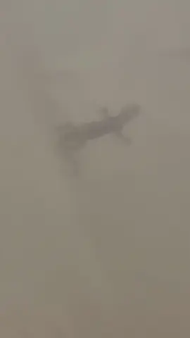 🦎🦎🦎 #fyp #foryou #trending #gekko #bali 