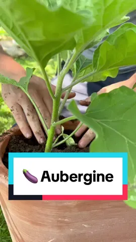 Semez vos graines d’aubergines en barquette et au chaud, dans une pièce autour des 20-25 °C. Vous repiquerez 25 jours plus tard en godet individuel. Pensez à leur offrir une belle luminosité afin d’éviter l’étiolement. 🧑🏻‍🌾🌱🍆 #potager #semis #jardin #aubergine #pot #balcon #potagerbio #DIY #conseil #astuce #jardinbio #permaculture 