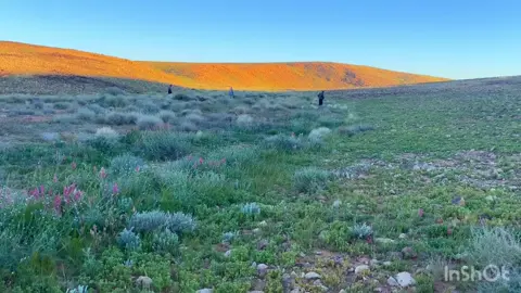 مساء الخير 👏🏽#اكسبلور #اكسبلورexplore #عيسى_الاحسائي #فتى_الشرقيه #الوادي_الاخضر #الطبيق_حرة_الحره_الخنفه_القريات_طبرجل 