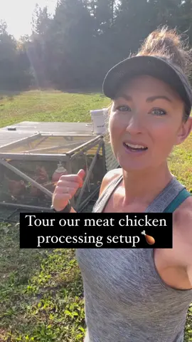 🍗You guys asked to see our meat chicken processing setup, so here is the tour! Processing day is never my favorite, but it is essential if you want to become more self-sufficient and raise your own meat that you KNOW was raised humanely and without any shortcuts. Yes, you can ship them out and pay someone to butcher them for you, but I personally think that taking ownership of the whole process is important and is much less traumatic for the birds. It’s time that we break away from our cushy, protective-bubble modern lifestyle and be okay with getting a bit uncomfortable, don’t you think? Here are the top tools that you’ll need: 🍗Restraining cone 🍗Scalder pot and burner - add a few drops of soap to help the water penetrate! We shoot for 145-150 degrees. 🍗Plucker - our DIY one has been going strong for years! Someday, we might splurge for a fancy drum one 🍗Sharp knife and kitchen fork 🍗Containers with lids - keeps the bees and flies out! 🍗Table to work with kitchen hose handy 🍗Cooler with ice water You can spend a lot on processing equipment if you want, but our setup has been working really well for 9 years now. It doesn’t have to be complicated! If you’d like in-depth information of our processing set-up, plus videos of the actual butchering process (and what to do with all of the parts afterward so that nothing goes to waste), you’re in luck! 🙌🏼 My “Raising Pastured Meat Chickens: From Chick to Drumstick” course is currently ON SALE for a few more days! Click link in my bio to access the course and use my discount code HOMEGROWN24 for 20% off! Let’s do this! 💫
