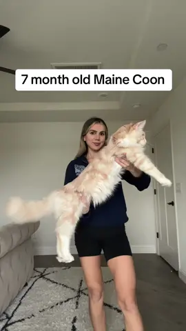 #mainecoon #catsoftiktok #cat #bigcat #7montholdcat #cattok #foryou #fyp 