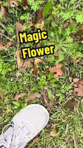 #nature #magic #flower #what 