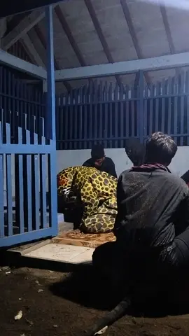 #kopsrirejosari #macankumbangkutut#ngantang24jam #lawasan #seniadalahledakan💥 