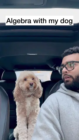 She’s a quick learner 😳 #dogs #dogsoftiktok #smartdog #puppylove #lunatheminicockapoo 