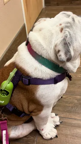 Rippin’ farts and racking up an ob$cene vet bill on her birthday.🥳🥳🥳Happy 10th Birthday, Marley! #bulldog #englishbulldog #fart #fartsarefunny 