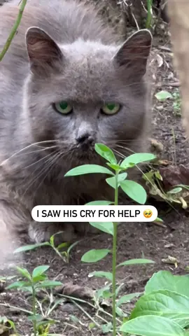 I honestly cannot comprehend how anyone could ever abandon a living soul to fend for themselves. This poor boy has been waiting at the doorstep for nine months, hoping the family he loved will return to get him. His eyes speak volumes of misery and loneliness. He would only go to my mom’s house once a day, where she would give him food. After the fourth day, he started coming around her home, standing out front, waiting for her to come out. Though still scared, if she approached, he found love and comfort when she spoke to him. When my mother told me about this boy that had shown up in her yard, I wasn’t expecting to see the degree of how bad he was and how deeply sad his eyes were. I had to get him. He will know nothing but unconditional love from this day forth. Please, everyone, I need your help with donations 🙏🏽 His gums are infected and requires dental extractions, he needs the matted fur removed and treatment for his skin (he has scabs around the matted part of mis fur). He will need to be desexed, vaccinated and microchipped and needs to be in hospital care for approximately 5 days in fluids because he’s severely dehydrated, he also needs extensive blood tests and depending on if there are any other issues once the blood results come back the estimate is only based on what is required on the physical examination. I have created a GoFundMe for him. I have named him Lucius. His donation link is in the bio. Please find it in your hearts to donate towards his much-needed medical costs. Any amount is greatly appreciated. ❤️ . . . . #kittenrescue #catrescue #animalrescue #catsofinstagram #cats #catlover #catrescuer #catslivesmatter #catfoster #catlovers #rescuecat #catlife #catsofaustralia #catstagram #streetcats #streetcat #animalslivesmatter #adoptdontshop #catsareawesome #catsarethebest #animalcompassion #kittenrescuelife #kittenrescue #kittenlovers #rescuekitten #rescue #rescuekittens #rescuekitty 