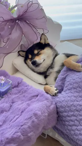 💜💜💜💜💜 #dogsoftiktok #cute #littlemanyu #shiba #shibainu #asmr 