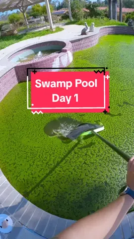 Day 1 of Swamp Pool Project #mypoolguyjay #tiktokpoolguy #tiktokpoolpro #poolguy #poolguys #poolmaintenance101 #poolguylife #fyp #foryou #para #paratipage #parati #tiktokpoolguyjay  #swimmingpooltipssandtricks #swimmingpools #pools #poolcleaning #poolvideos #asmrtiktoks #asmrvideo #asmrsounds #asmr #greenpools #greentoclean 