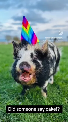 🐷🎂 DID SOMONE SAY CAKE!? 🎂🐷  #pig #pigparty #birthday #piggy #fyp #foryoupost 