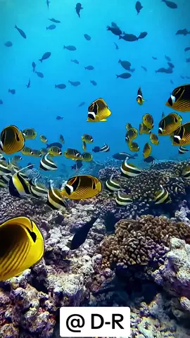 Beautiful scenery #fyp #fish #ocean #sea #nature #scenery #viral #explore #foryou #foryoupage #fypシ  @@ D-R  @@ D-R  @@ D-R 