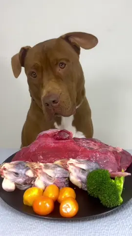 今日のごはん#Mukbang #asmr #satisfying #pitbull #dogeating 