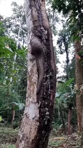 Siapa yang baru tahu kalau trenggiling jago manjat guys? 😂😁 Menurut kamu ngapain trenggiling  di atas pohon ya? #trenggiling #satwakita #unik #hutan #jagabersama #pemakanserangga #alam #terancampunah #hewandilindungi #salamlestari #fypシ 