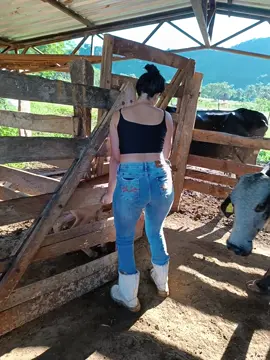 tirando leite #minasgerais #retiro #foryou #fyp  #boiadeira 