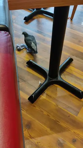 the pigeon wants a pasty 😅 @GreggsUK☑️ . Following #greggs #pasty #sausageroll #blackpool #foryou #foryourpage #pidgeon #towncentre #fyp 