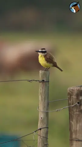 Bem-te-vi emite vários sons além do famoso 