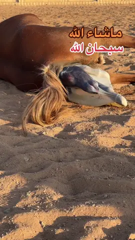 لحضة ولادة الفرس اصايل ♥️🐎 - ‎#ثناء_الموريات #ثناء #الموريات #خيل #خيول #فرس #افراس #جمال #قفز #سرعه #اصيل #اصيله #عربي #انقليزي #explor #اكسبلور #مربط #مرابط #عسف #ايواء #المدينة #شكيمه #ترند #المدينه #امهار #مهرات #اسطبل #تدريب #4u #اكسبلورexplore #horese #tiktok 