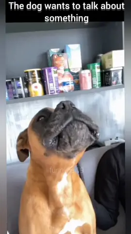 Talking dog #pet #cat #dog #cute #haha #animals #fuunyvideo #funnyhai19 #fyp #foryou 