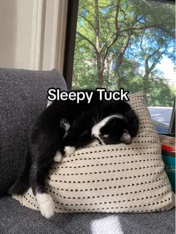 #tuxedocat #catsoftiktok 