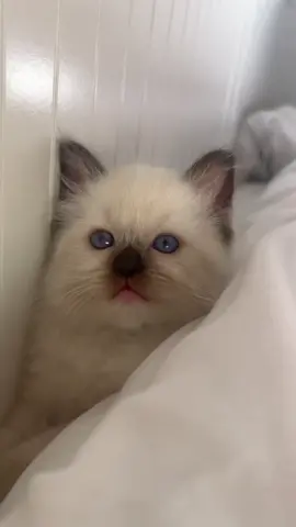 #خميس_مليانة #تصميم_فيديوهات🎶🎤🎬 #شعب_الصيني_ماله_حل😂😂 #برطاجيو_الفيديو_خاوتي✌️🔥❤️ #نحبكم_كامل_هنا_لخاوة_❤️🙏🏻💚 #viral #كيتن #قطتي 