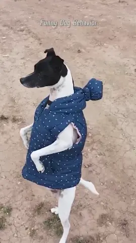 Part38丨2024 😂Hold Back the Laughs Challenge: Funny Moments with Pet Dogs 🐶#funnydogs #funnyanimals #petvideos #cutepets #challenge #fyp 
