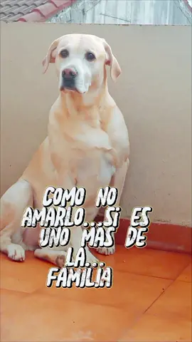#MARIA💚 #LabradorHutch😇💚 #💚HACHIRULO😇💚 #unomasdelafamilia❤️‍ #noalmaltratoanimalporfavor🥺 #noalabandonoporfavor🥺 #perritofeliz🤗 #perritosdebilbao🐶 #eresmilugarfavorito🌎 