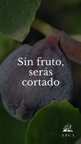 #cristianos #biblia #palabradedios #jesus #apocalpisis #cristo #versiculosbiblicos #evangelismo #devocional #bibleversedaily #jesusvienepronto #jesussalva #verdad #jesuseselcaminolaverdadylavida #palabradeverdad #diosesamor #devocionalparavida #fe 