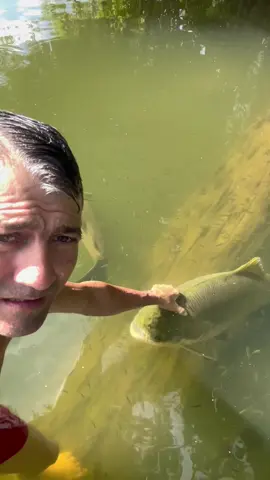 #valdemir  encantador de peixes gigante 