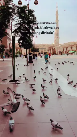 Datanglah, nanti kamu akan tau betapa rindunya untuk kembali 🌷#madinah #medina #masjidnabawi #raudah #hajj #umroh #rindunabi 