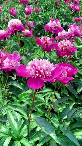 #beautiful flowers #beautiful scenery #beautiful music 🌺❤️‍🔥❤️❤️🧡🧡🧡💚🌹💖💐💖💖