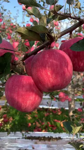 Vườn đào Tiên 🍎🍊🍅#nongtraixanh #nongtraixanhofficial #traicayngon😍 #trending 