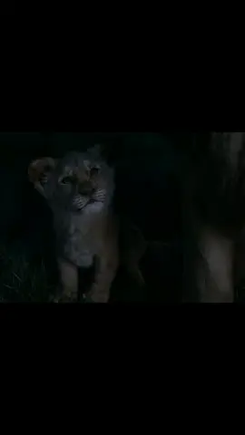 King 👑 #lionking #tiktoktrending #fypシ #tamiltiktok #tiktok #fyp #
