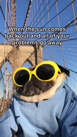 You’re telling me I just needed some Vitamin D??  #dogsoftiktok #dougthepug #funny 