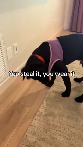 You steal it you wear part ✌🏼 #labrador #PetsOfTikTok #labpuppy #labradorretriever #fyp #viral #chocolatelab #1min #longervideos #puppylove #theif #stolen 