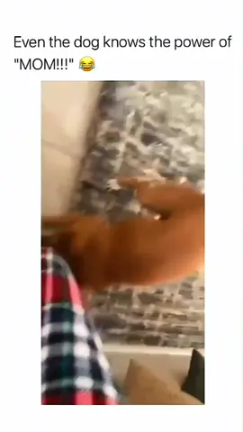 Funny and cute dogs compilation 🤣... #funnydog #funnypet #cutedog #dogoftiktok #dog #doglover 