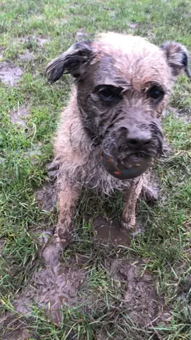 Sound is perfect for him 😂 #dog #cutedog #borderterrier #perfect #amazing 