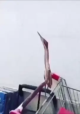 #chrisgriffin #familyguy #bird #omygod 