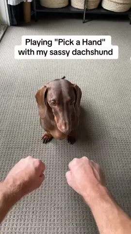 Open the window Luther #fyp #fypシ #foryou #foryoupage #dog #stare #everlong #everlongmeme 