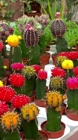 🎨Most colourful succulents🌈 #vivaifrigomassimo #succulents #plants #plantsoftiktok 